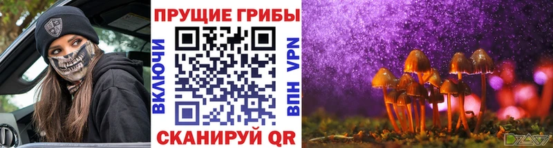 Купить где  Арск  Псилоцибиновые грибы Psilocybe 